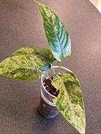 Homalomena Matcha (mint), Huis en Inrichting, Kamerplanten, Ophalen of Verzenden, Halfschaduw, Minder dan 100 cm