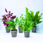 Mooie aquariumplanten set van 5 - 002 - Verzendbaar, Dieren en Toebehoren, Vissen | Aquaria en Toebehoren, Ophalen, Plant(en), Steen of Hout