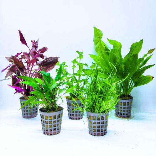 Mooie aquariumplanten set van 5 - 002 - Verzendbaar, Dieren en Toebehoren, Vissen | Aquaria en Toebehoren, Nieuw, Plant(en), Steen of Hout
