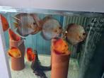 Blue Snakeskin Discus, Symphysodon Discus, Vis, Zoetwatervis