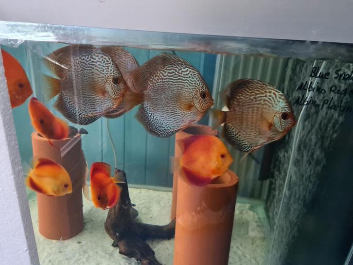 Blue Snakeskin Discus, Symphysodon Discus, Dieren en Toebehoren, Vissen | Aquariumvissen, Zoetwatervis, Vis