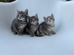 Boerderij kittens:  nog 1 poesje beschikbaar, superlief, Meerdere dieren, Kortharig, 0 tot 2 jaar