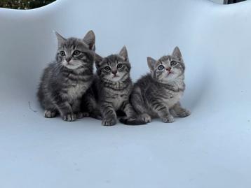 Boerderij kittens:  nog 1 poesje beschikbaar, superlief beschikbaar voor biedingen