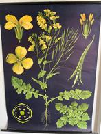 Schoolplaat Koolzaad - Jung-Koch-Quentell 1976, Ophalen of Verzenden, Natuur en Biologie
