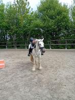 Verzorgpaard/pony gezocht in Dronten, Ophalen of Verzenden