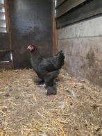Brahma hen, Dieren en Toebehoren, Pluimvee, Vrouwelijk, Kip