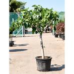 Ficus Carica 'brown Turkey' - Vijgenboom g31030