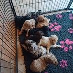 Medium Multigen Labradoodles met curly vacht, Dieren en Toebehoren, Honden | Retrievers, Spaniëls en Waterhonden, Overige rassen