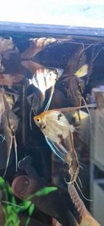 Jonge Koi maanvissen