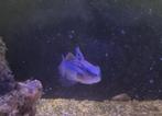 Diverse vissen voor Zee aquarium, Dieren en Toebehoren, Vis