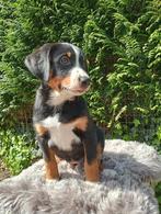 Appenzeller Sennen pups, Dieren en Toebehoren, Honden | Herdershonden en Veedrijvers, Meerdere, 8 tot 15 weken, Meerdere dieren