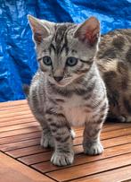 Prachtige Bengaal kittens met stamboom, Dieren en Toebehoren, Katten en Kittens | Raskatten | Korthaar, 0 tot 2 jaar, Kater, Gechipt