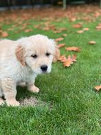 Golden retriever pup - reutje, Dieren en Toebehoren, Honden | Retrievers, Spaniëls en Waterhonden, Golden retriever, België, Fokker | Hobbymatig