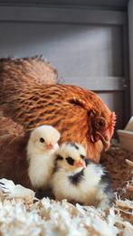 Broedeieren van de cochin kriel van de mooiste kippen!, Dieren en Toebehoren, Pluimvee, Geslacht onbekend, Kip