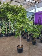 Grote vijgen bomen inc vijgen, Volle zon, Ophalen of Verzenden, 100 tot 250 cm, Zomer