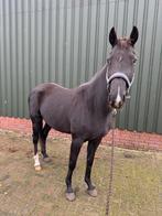 Brave E pony, Dieren en Toebehoren, Paarden, Merrie, 3 tot 6 jaar