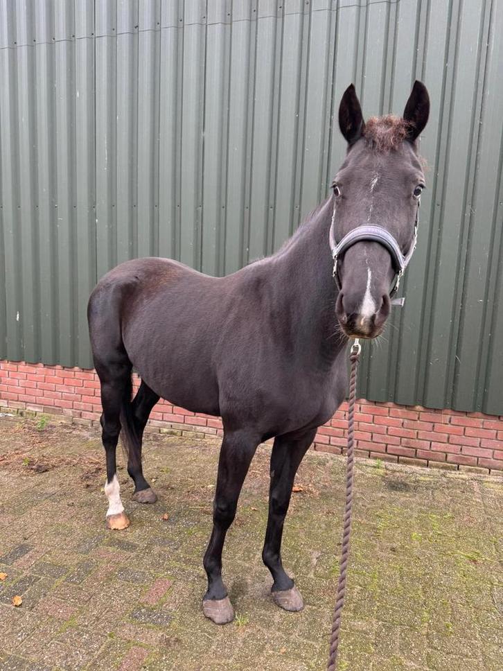 Brave E pony, Dieren en Toebehoren, Paarden, Merrie, 3 tot 6 jaar