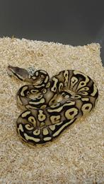1.0 Koningspython Python Regius- Ballpython, Dieren en Toebehoren, Reptielen en Amfibieën, Slang, 0 tot 2 jaar