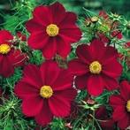 Zaden Cosmos Rubin, Verzenden, Volle zon