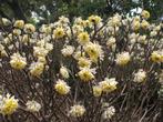 Edgeworthia chrysanthea - Papierstruik te koop, Tuin en Terras, Planten | Struiken en Hagen, Overige soorten, Minder dan 100 cm