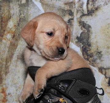 Labrador Puppies vanaf heden mogen ze nest verlaten beschikbaar voor biedingen