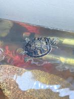 Drie stuk baby water schildpadden, Schildpad, 0 tot 2 jaar