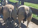 dekrammen, Dieren en Toebehoren, Schapen, Geiten en Varkens, Mannelijk, Schaap, 0 tot 2 jaar