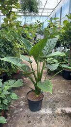 Alocasia wentii XXL 140cm pot 35cm olifantsoor, Ophalen, Overige soorten
