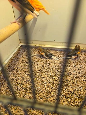 Harlekijn kanaries en rood  beschikbaar voor biedingen