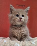 Maine Coon kittens met Stamboom, Dieren en Toebehoren, Katten en Kittens | Raskatten | Langhaar, Meerdere dieren, Gechipt