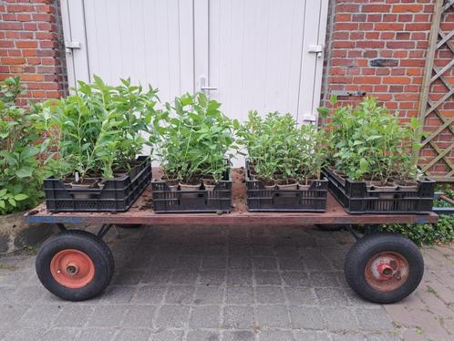 Mooie, jonge Hydrangea (Hortensia) soorten in pot!, Tuin en Terras, Planten | Struiken en Hagen, Hortensia, Minder dan 100 cm