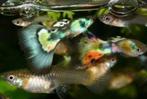 Guppy mix, Vis, Zoetwatervis, Schoolvis