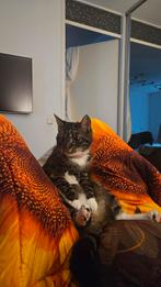 VERMIST!!!, Dieren en Toebehoren, Ophalen of Verzenden