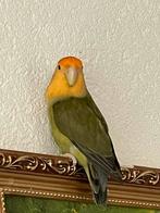 Agapornis Fischerie Roseicolle Personata Diverse Kleuren, Dieren en Toebehoren, Vogels | Parkieten en Papegaaien, Meerdere dieren