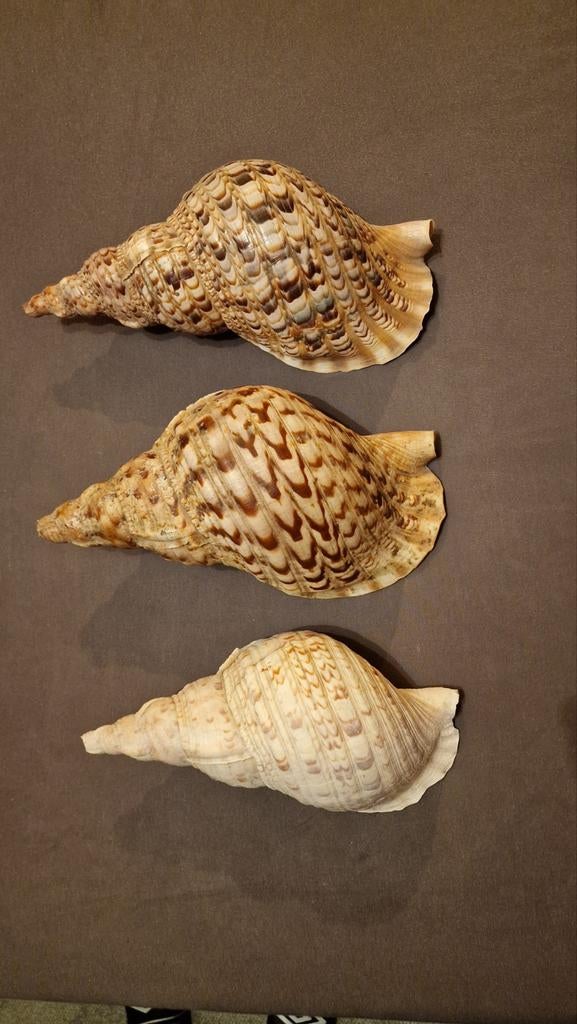 Grote tritonshoorn 3x, meer dan 30 cm!, Ophalen, Schelp(en)