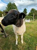 Dorper Ooi. Feb '25, Dieren en Toebehoren, Schapen, Geiten en Varkens, Vrouwelijk, Schaap