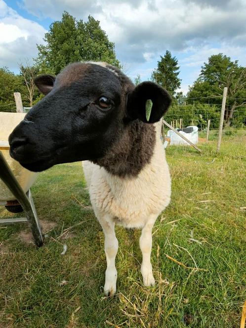 Dorper Ooi. Feb '25, Dieren en Toebehoren, Schapen, Geiten en Varkens, Schaap, Vrouwelijk