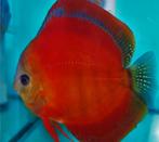 Discus Red Cover ca 6 cm - Siner - Koidreams, Dieren en Toebehoren, Vis, Zoetwatervis