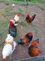 Hanen te koop ( Brahma + new hampshire red), Dieren en Toebehoren, Pluimvee, Mannelijk, Kip