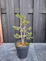 Picea Abies prebonsai, Ophalen of Verzenden, Overige soorten, Minder dan 100 cm