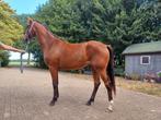 Te koop leuke 2 jarige rijpaard merrie, Dieren en Toebehoren, Merrie, Minder dan 160 cm, 0 tot 2 jaar, Gechipt