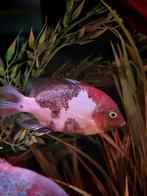 Marble Fenestratus, Dieren en Toebehoren, Vissen | Aquariumvissen, Vis