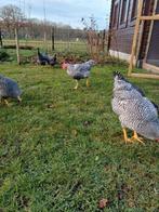 4 mooie Amrock hanen (groot), Dieren en Toebehoren, Pluimvee, Mannelijk, Kip