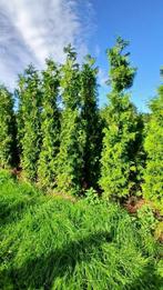 Thuja Gelderland 260cm+, Ophalen of Verzenden, Conifeer, Haag, 250 cm of meer