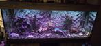 Aquarium met vissen 1m20 in breedte 56cm hoogte, Ophalen, Gebruikt, Gevuld zoetwateraquarium
