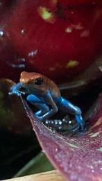 Pumilio aquacate, Dieren en Toebehoren, Reptielen en Amfibieën
