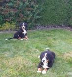 Berner Sennen pups, Dieren en Toebehoren, België, Rabiës (hondsdolheid), Overige rassen, 8 tot 15 weken