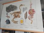 Schoolplaat duif  Bijplaat vogels in de winter, Antiek en Kunst, Antiek | Schoolplaten, Ophalen of Verzenden, Natuur en Biologie