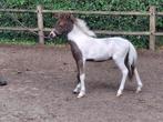 AMHA/NMPRS  minipaardhengstje, Dieren en Toebehoren, Pony's, Hengst, Recreatiepony, 0 tot 2 jaar