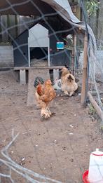 Brahma kippen, Dieren en Toebehoren, Vrouwelijk, Kip